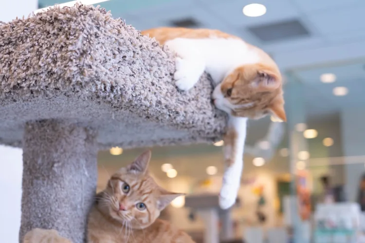 Regal Cat Cafe β venue image