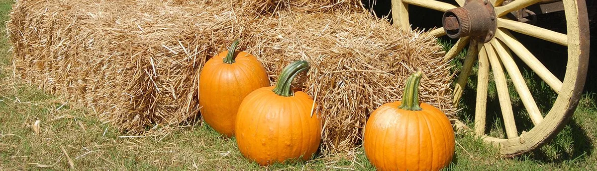 Pumpkins and farm scenery at Butterfield Acres