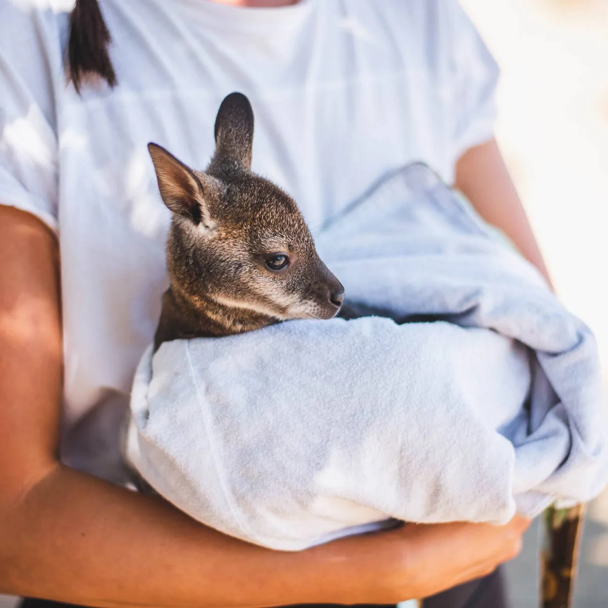 A kangaroo at Cobb's Adventure Park