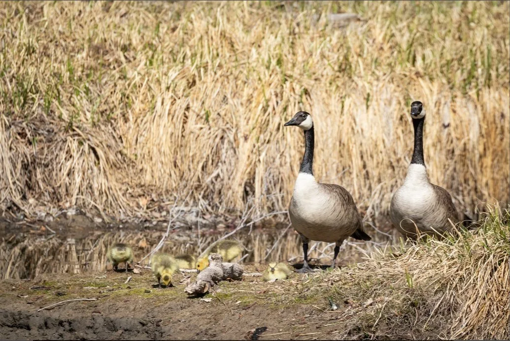 Geese at Inglewood Bird Sanctuary